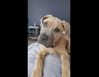 Collab BitchIG2 - Brown puppy dog reacting to sound noise moving head