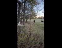 Cow wants to play chase with hooman 