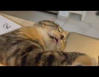 Cat Sleeps Dreams and Wakes Up on Table