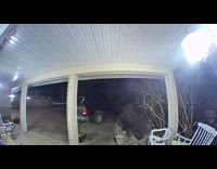 Cow came to house front cctv night