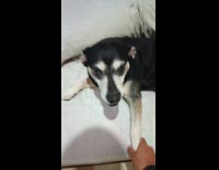 Filmer tries the viral song to dog