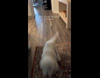 Collab Clips MPUGC - Dog excited to see hooman home 