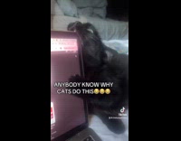 Cat tries to bite owner laptop screen