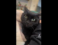 Collab Clips MPUGC - Cat disapproves of new kitten 