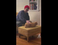 Guy presses on orange cat on yellow ottoman bounce 