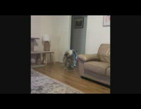 Large dog walk backwards when entering room