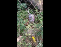 Collab WINY - Reindeer and dinosaur toy behind the fence