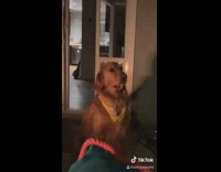 Collab Clips mpugc - Brown dog yellow bandanna pouting