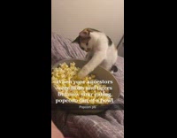 Cat uses paw to get popcorn bowl 