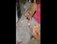 Dog barks at owner shows own photo