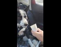 Dog first time to eat pup cup