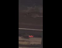 Dead raccoon lies on subway train tracks