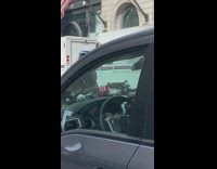 Pet Cat Lays Comfortably on Car Hood