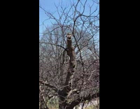 Squirrel sit on tree make squawking sound