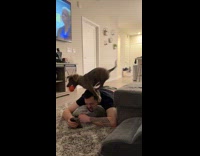 Dog with zoomies stepping on hoomans head 