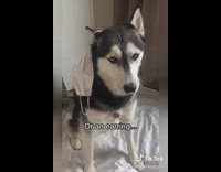 Husky dog wears face mask right wrong 