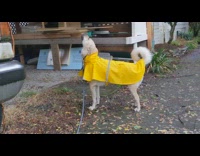 Brown dog yellow raincoat drinks rain water