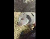 Person touch belly of sleeping grey pig