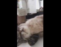 Woman gives cat kiss cat falls over