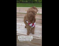 Does this dog need this or are its parents just millennials 