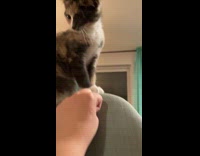 Cat curious with owner hand bites it