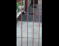 Rat drinks water puddle red gate 