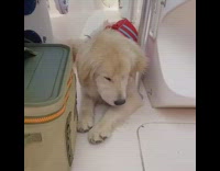 Golden retriever dog lays white boat windy