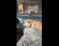 Brown dog whines leather couch blue bandana 