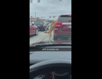 Collab BitchMP - Brown dog jump out of red car runs away