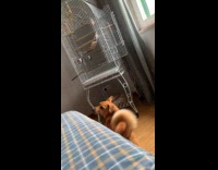 Blue parakeet flies near the pet dog