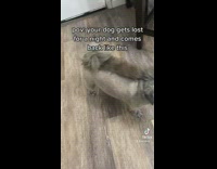 Missing dog comes back home with new haircut 