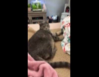 Cat kicking hoomans hand off