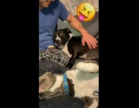 Dog jealous of owner petting other dog 