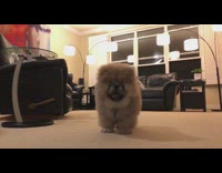 brown chow dog runs towards owners in house 