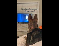 Dog reads barking murders on TV