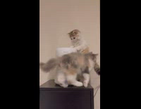 Fluffy tri color kittens play with humidifier 