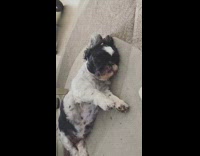 Black white dog laying down begs girl 