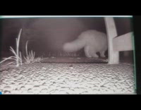 Security footage show neighbor cat visit backyard