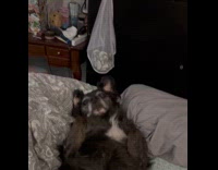 Dog lays in bed upside down position