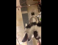 Dog howls when blow dry after bath