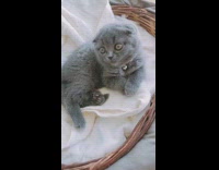 Grey cat sits inside wooden basket 