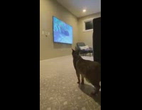 Cat interested with kittens meow tv screen