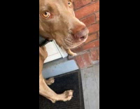 Collab Clips MPUGC - Woman returns bunny that her dog took 