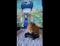 Guinea pig plays fortnite song