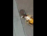 Cockroach drinks a droplet of water on the laptop