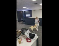 Dog chasing woman around inside office