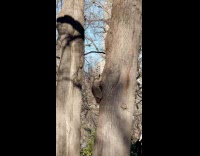 Racoon climbing up tree with squirrels 