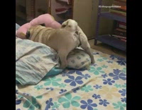 Pug butt hole bite pink teddy bear