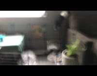 Rabbit jumps to couch and escapes cage