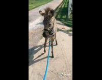 Baby zebra makes a sound 